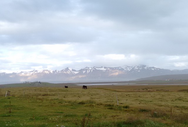 Island-Pferde auf der Wiese